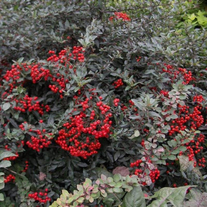 Ognik szkarłatny Mohave Silver Pyracantha coccinea