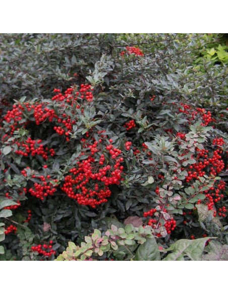 Ognik szkarłatny Mohave Silver Pyracantha coccinea