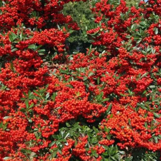 Ognik szkarłatny Mohave Silver Pyracantha coccinea 2