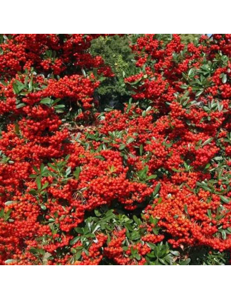 Pyracantha coccinea Ognik szkarłatny Mohave Silver