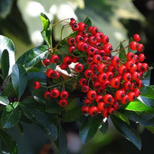 Pyracantha coccinea Ognik szkarłatny Kuntayi