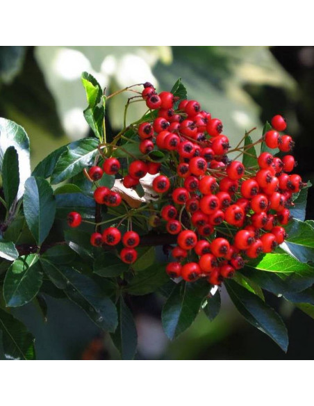Pyracantha coccinea Ognik szkarłatny Kuntayi