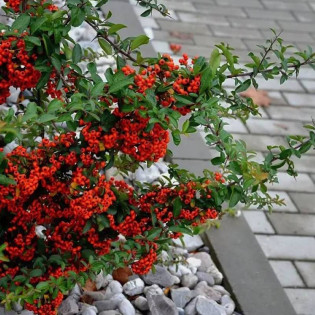 Pyracantha coccinea Ognik szkarłatny Kuntayi 2