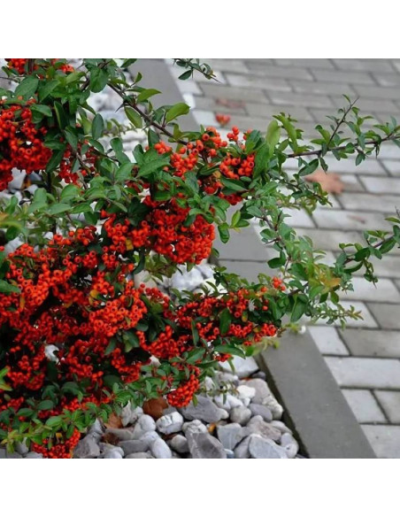 Ognik szkarłatny Kuntayi Pyracantha coccinea