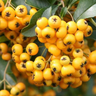 Ognik Soleil d'Or Pyracantha 2