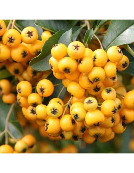 Pyracantha Ognik Soleil d'Or