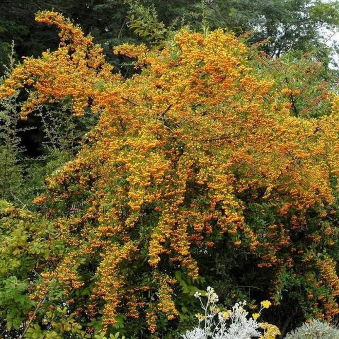 Ognik Soleil d'Or Pyracantha