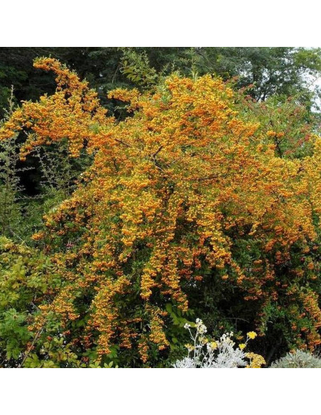 Ognik Soleil d'Or Pyracantha