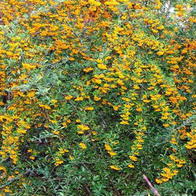 Ognik Pyracantha Soleil d'Or