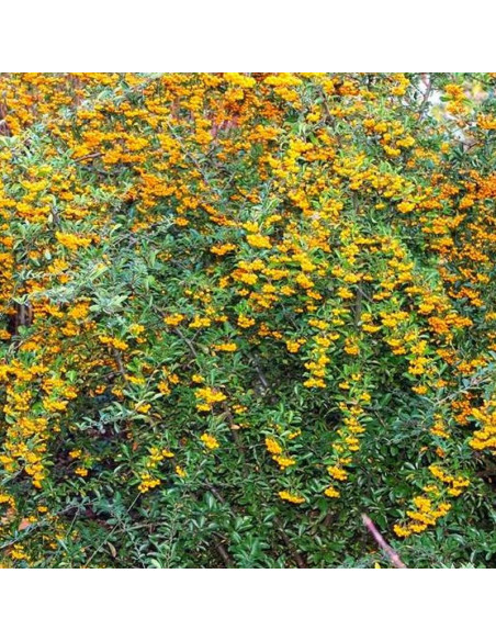 Ognik Pyracantha Soleil d'Or
