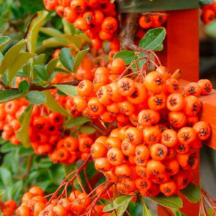 Ognik Orange Glow Pyracantha