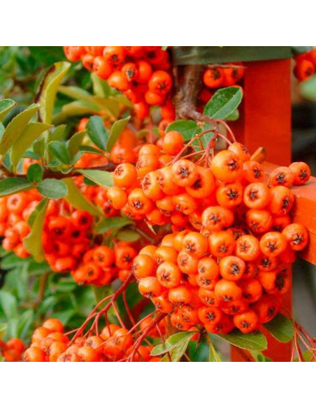 Ognik Orange Glow Pyracantha