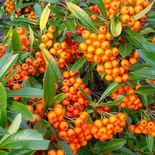 Ognik Orange Glow Pyracantha 2