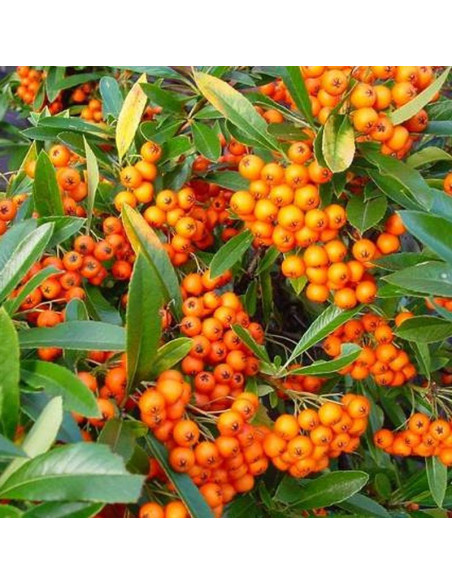 Glow Pyracantha Ognik Orange