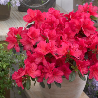 Azalia japońska Geisha Red