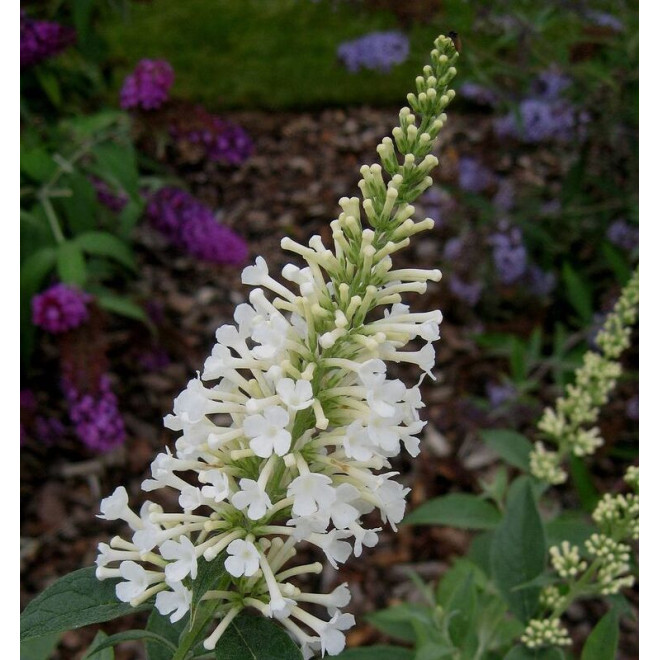 Budleja Argus White PBR Buddleja davidii