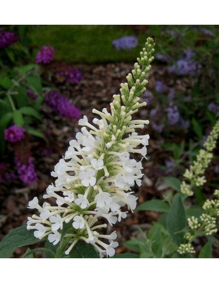 Budleja Argus White PBR Buddleja davidii