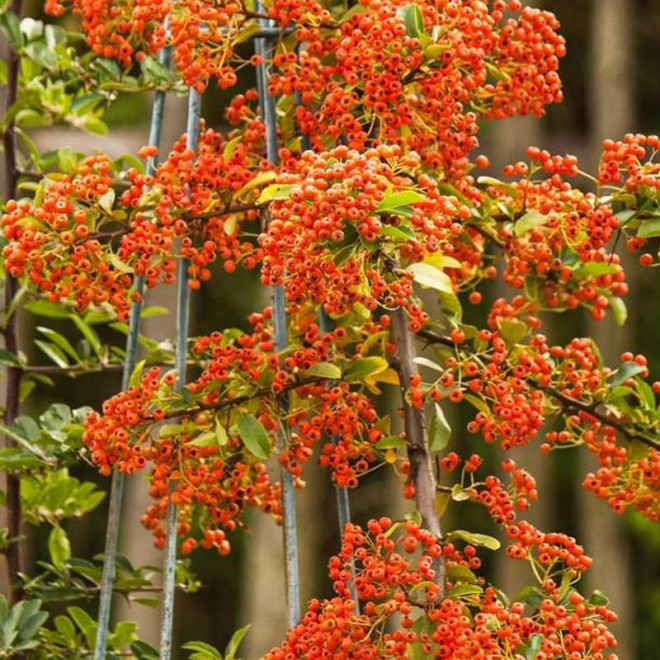 Glow Pyracantha Ognik Orange