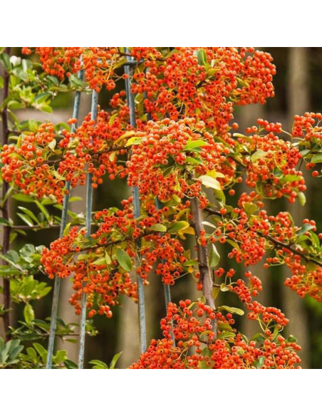 Glow Pyracantha Ognik Orange