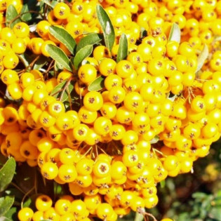 Ognik Pyracantha Golden Charmer