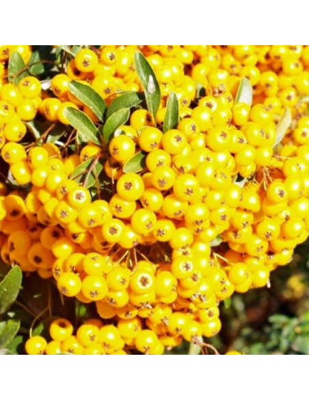 Ognik Pyracantha Golden Charmer