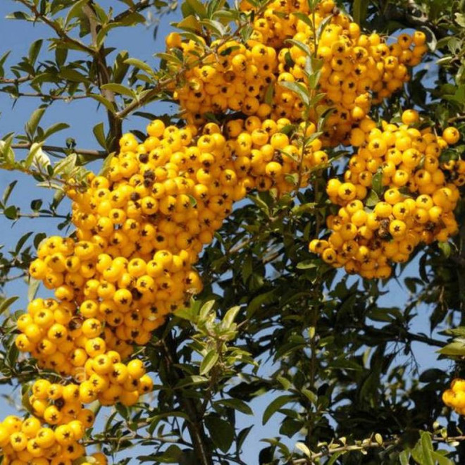 Ognik Golden Charmer Pyracantha