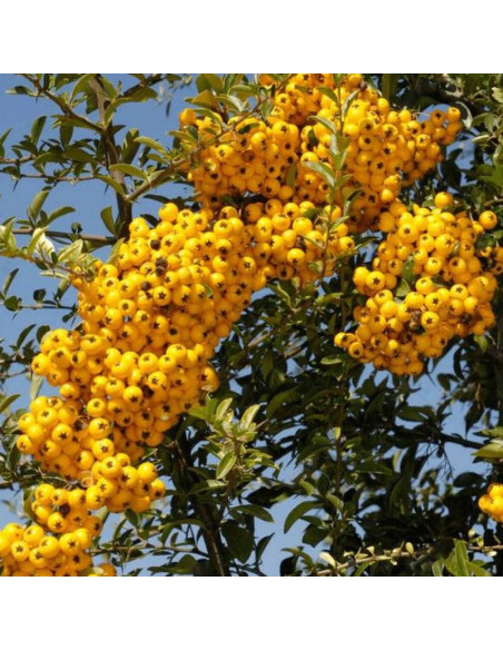 Ognik Golden Charmer Pyracantha