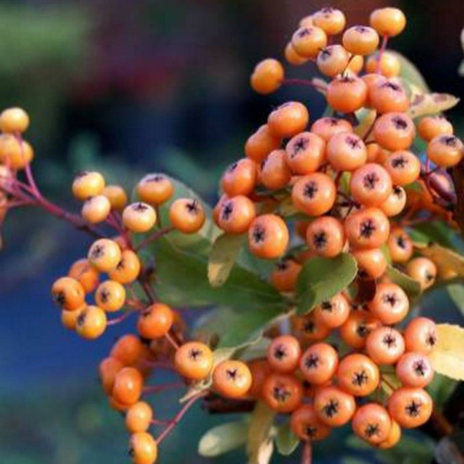 Ognik Firelight Pyracantha