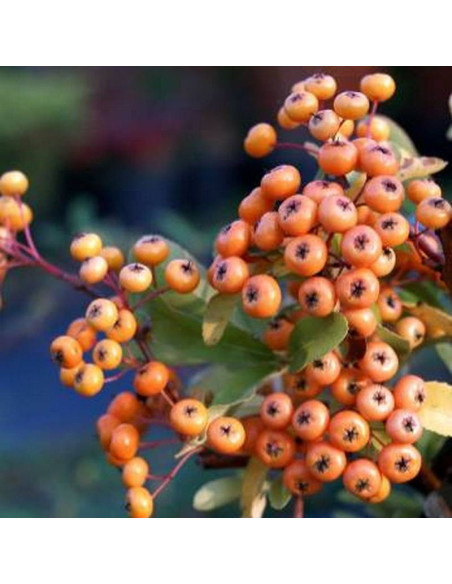 Ognik Firelight Pyracantha