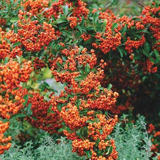 Firelight Pyracantha Ognik