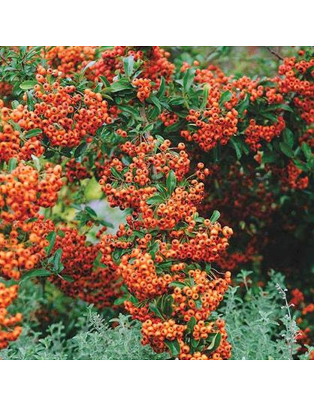 Firelight Pyracantha Ognik