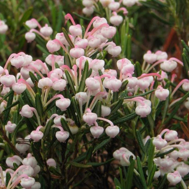 Andromeda polifolia Modrzewnica pospolita Compacta