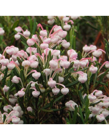 Andromeda polifolia Modrzewnica pospolita Compacta