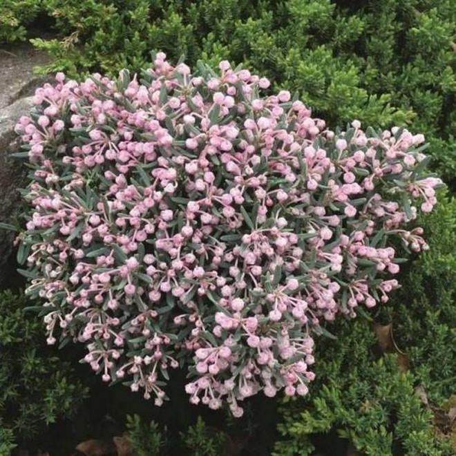 Modrzewnica pospolita Compacta Andromeda polifolia