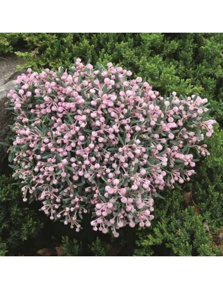 Modrzewnica pospolita Compacta Andromeda polifolia