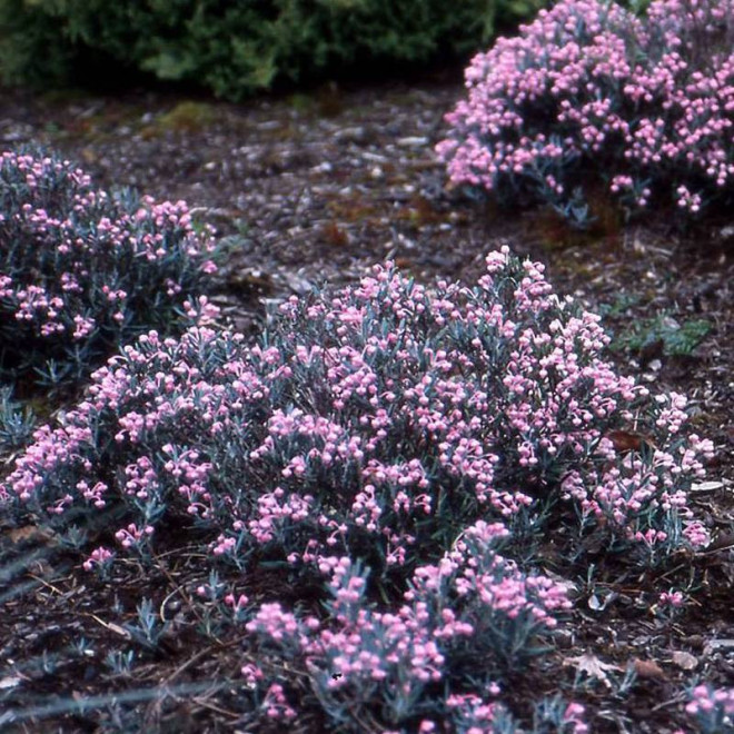 Modrzewnica Andromeda polifolia pospolita Compacta