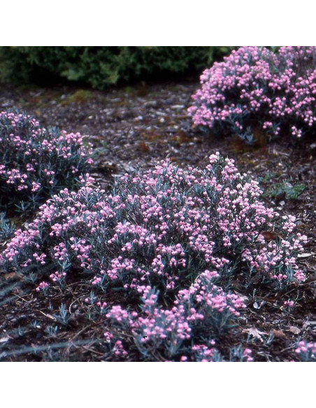 Modrzewnica Andromeda polifolia pospolita Compacta