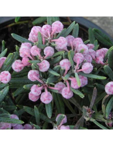 Modrzewnica pospolita Blue Ice Andromeda polifolia