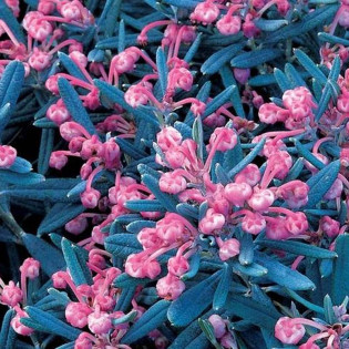 Modrzewnica pospolita Blue Ice Andromeda polifolia 2