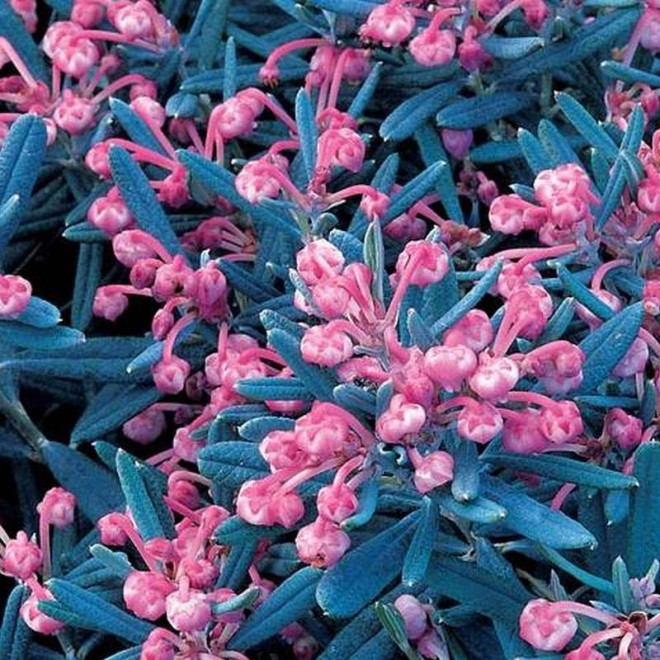 Modrzewnica pospolita Andromeda polifolia Blue Ice