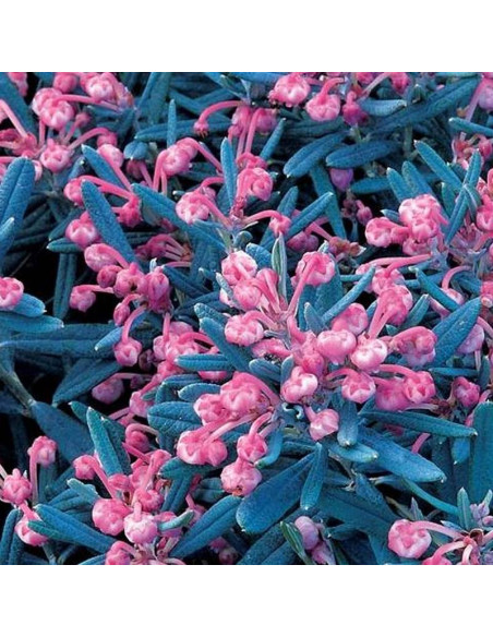 Modrzewnica pospolita Andromeda polifolia Blue Ice