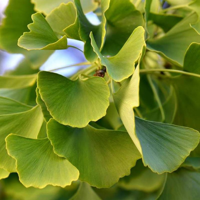 Miłorząb japoński Ginkgo biloba