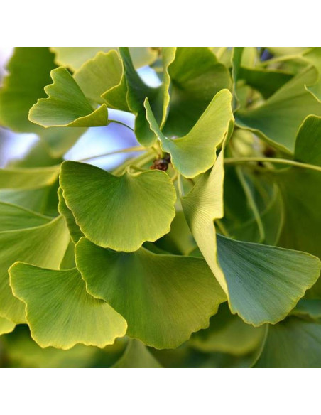 Miłorząb japoński Ginkgo biloba