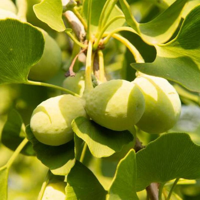 Ginkgo biloba Miłorząb japoński
