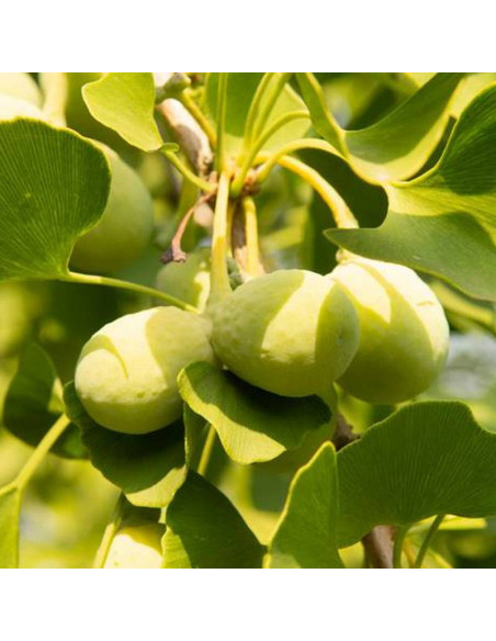 Ginkgo biloba Miłorząb japoński