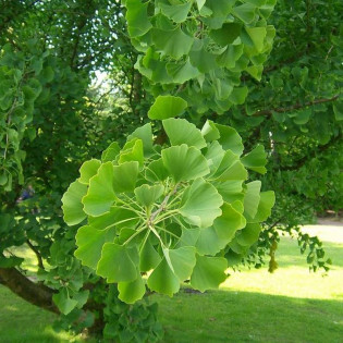 Miłorząb japoński Ginkgo biloba