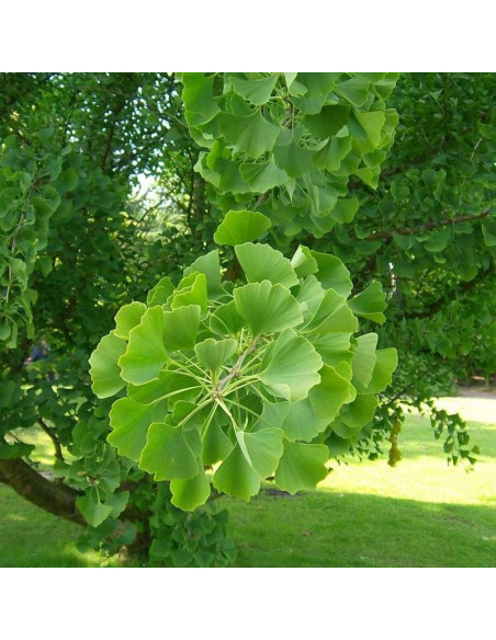 Miłorząb japoński Ginkgo biloba