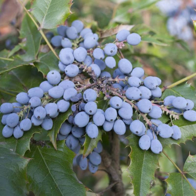 Mahonia pospolita Mahonia aquifolium