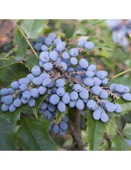 Mahonia pospolita Mahonia aquifolium