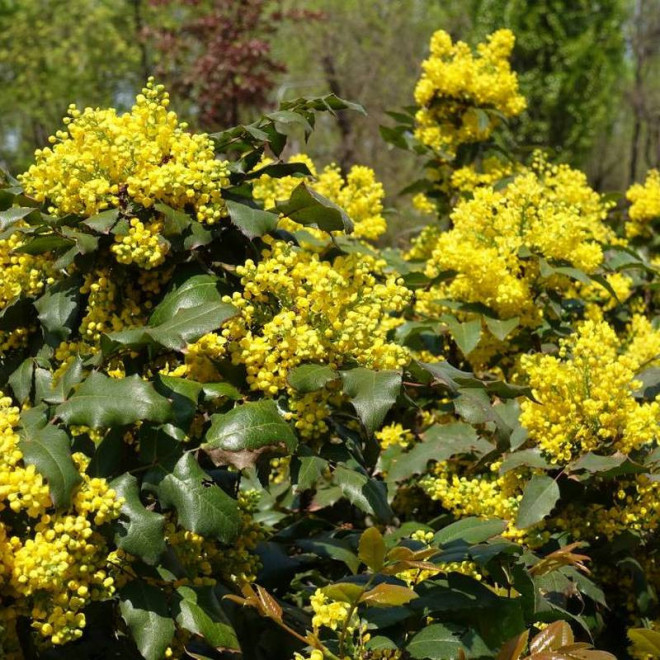 Mahonia pospolita Mahonia aquifolium